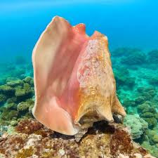 Pink Conch Shell Necklace